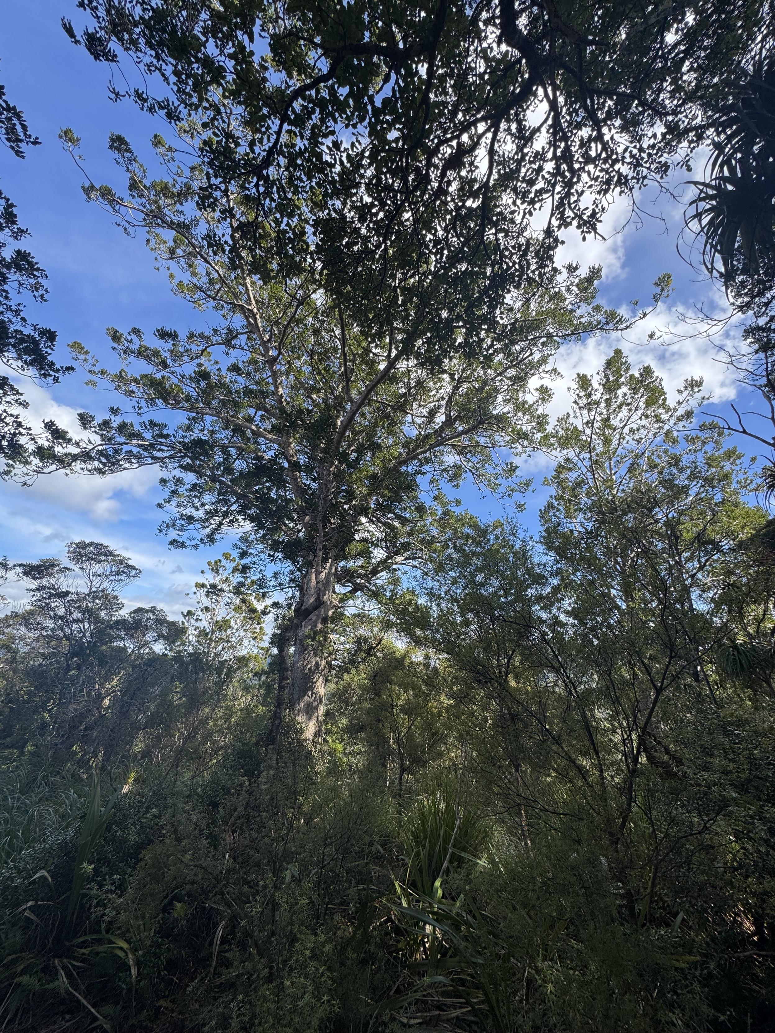 Aussterbende Kauri Baum Riesen 