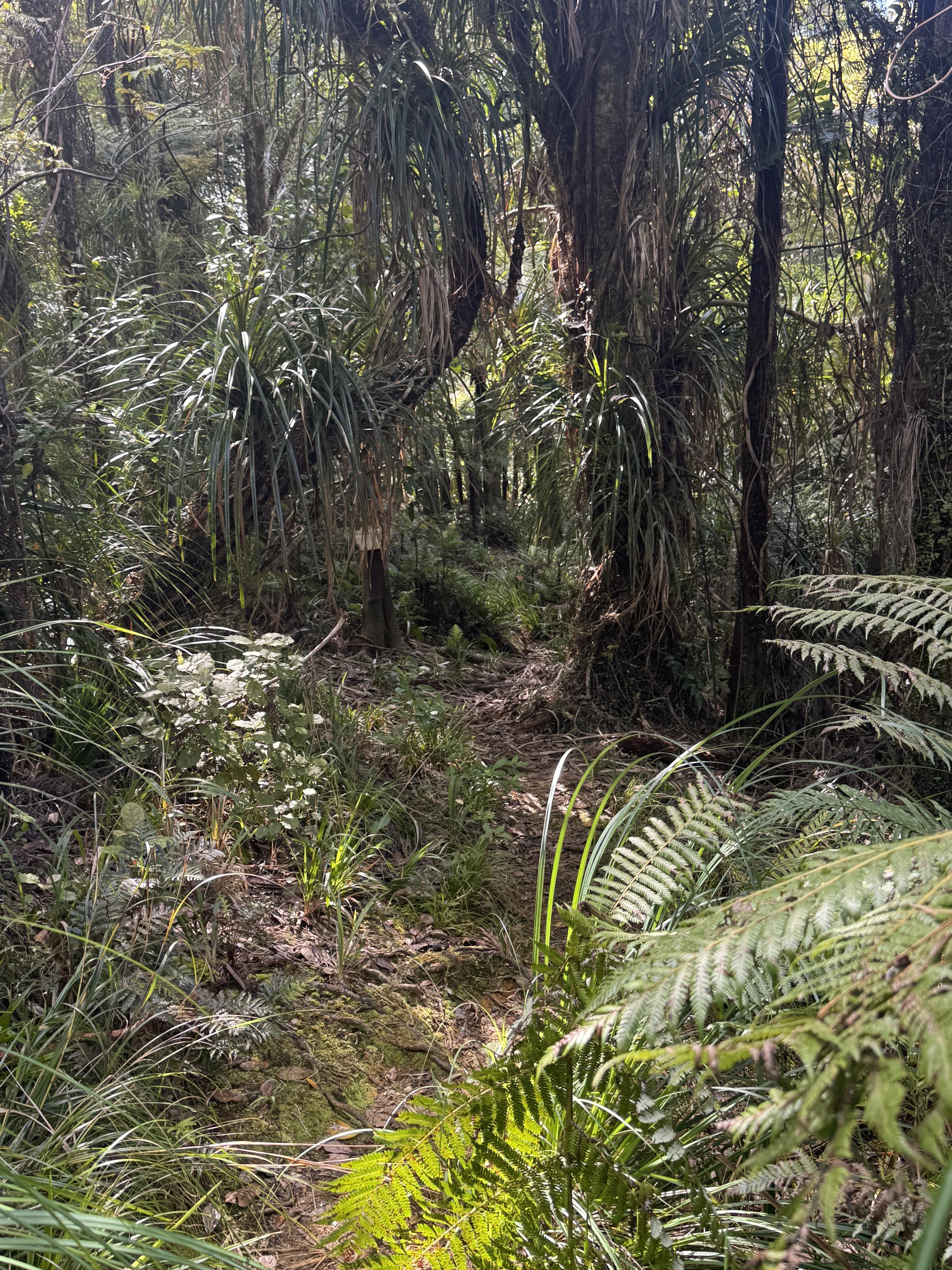 Wandern im tropischen Wald 
