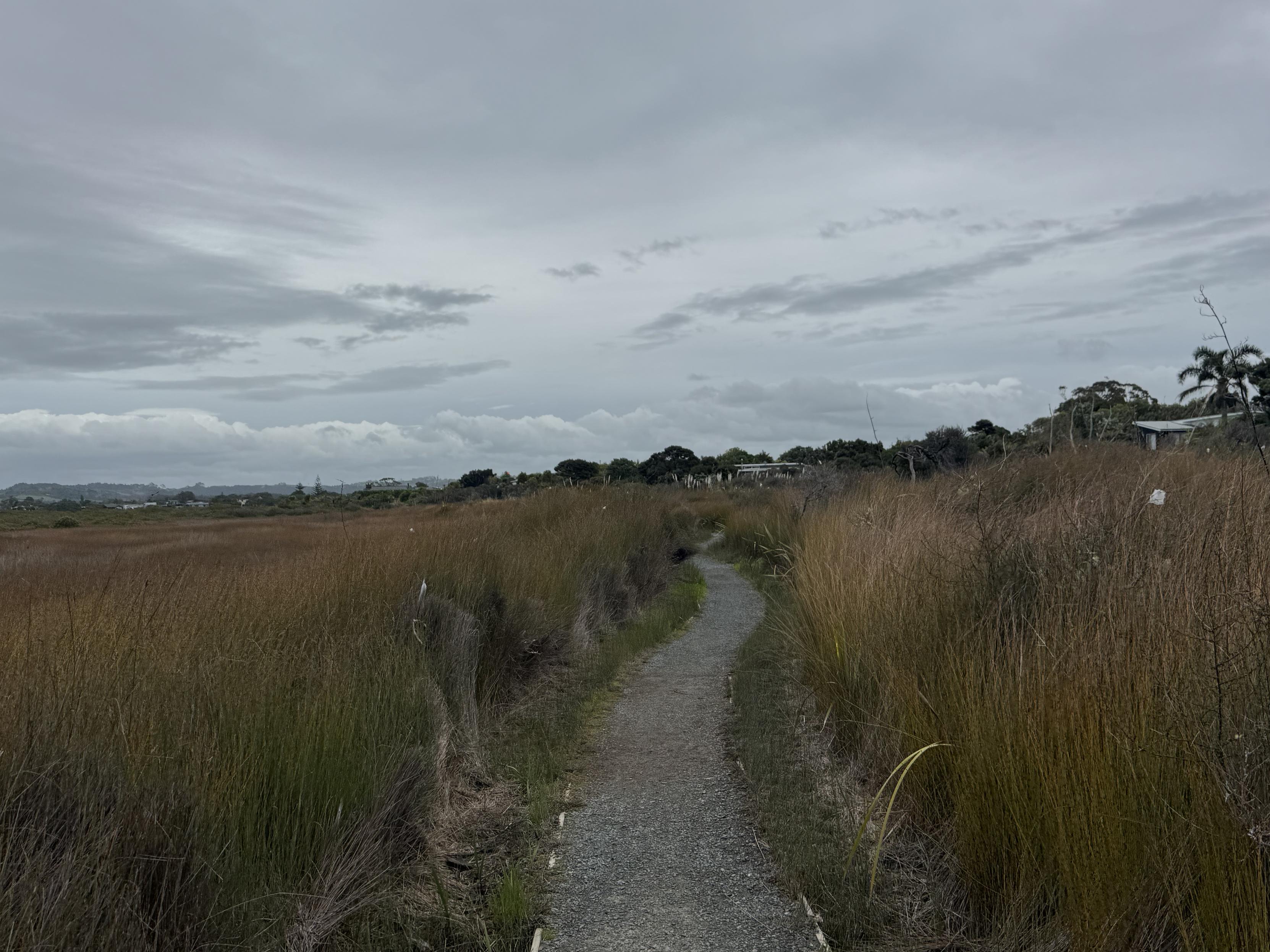 Holzweg durch die Mangroven 