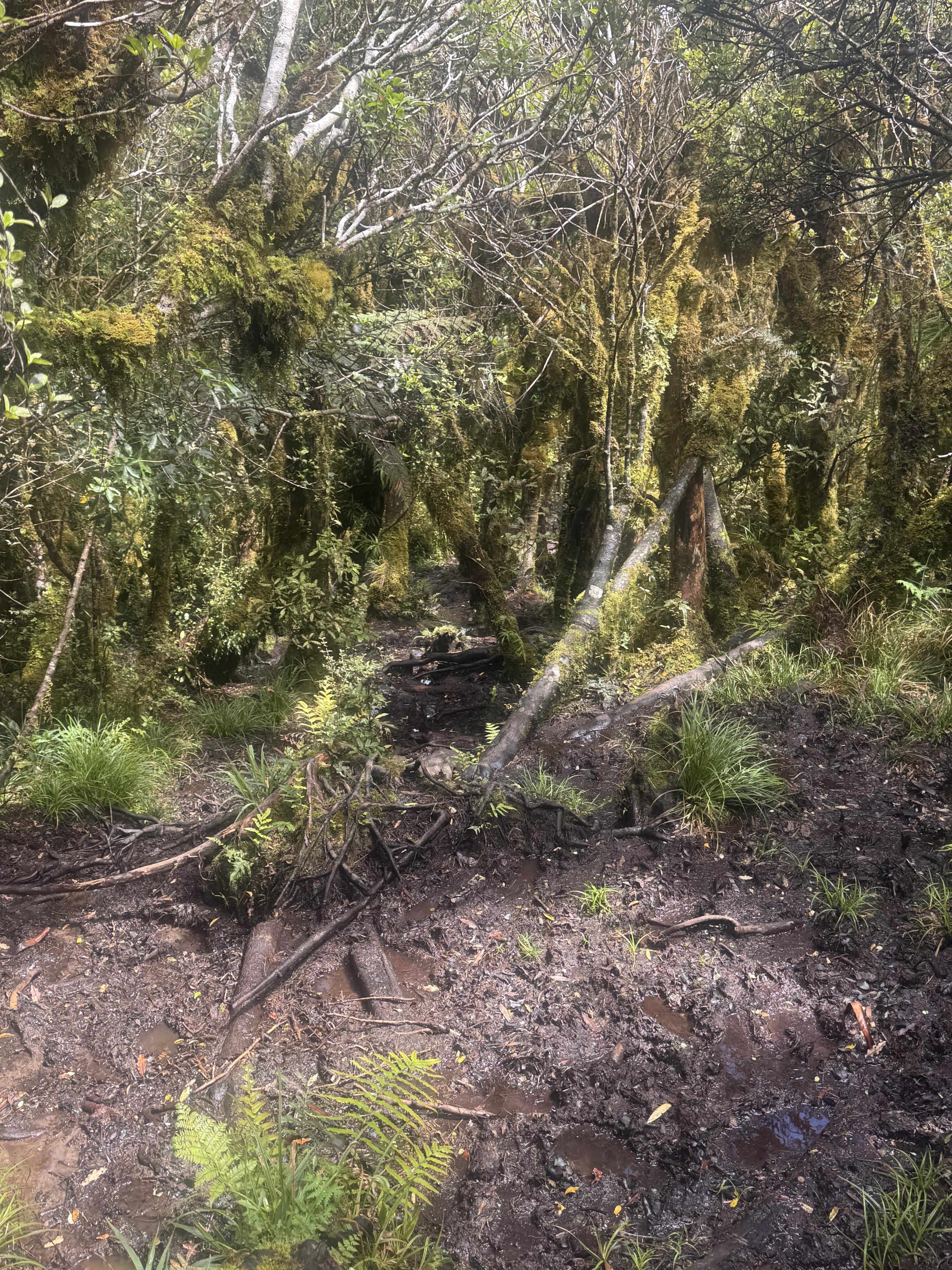 Ganz viel flüssiger Schlamm 