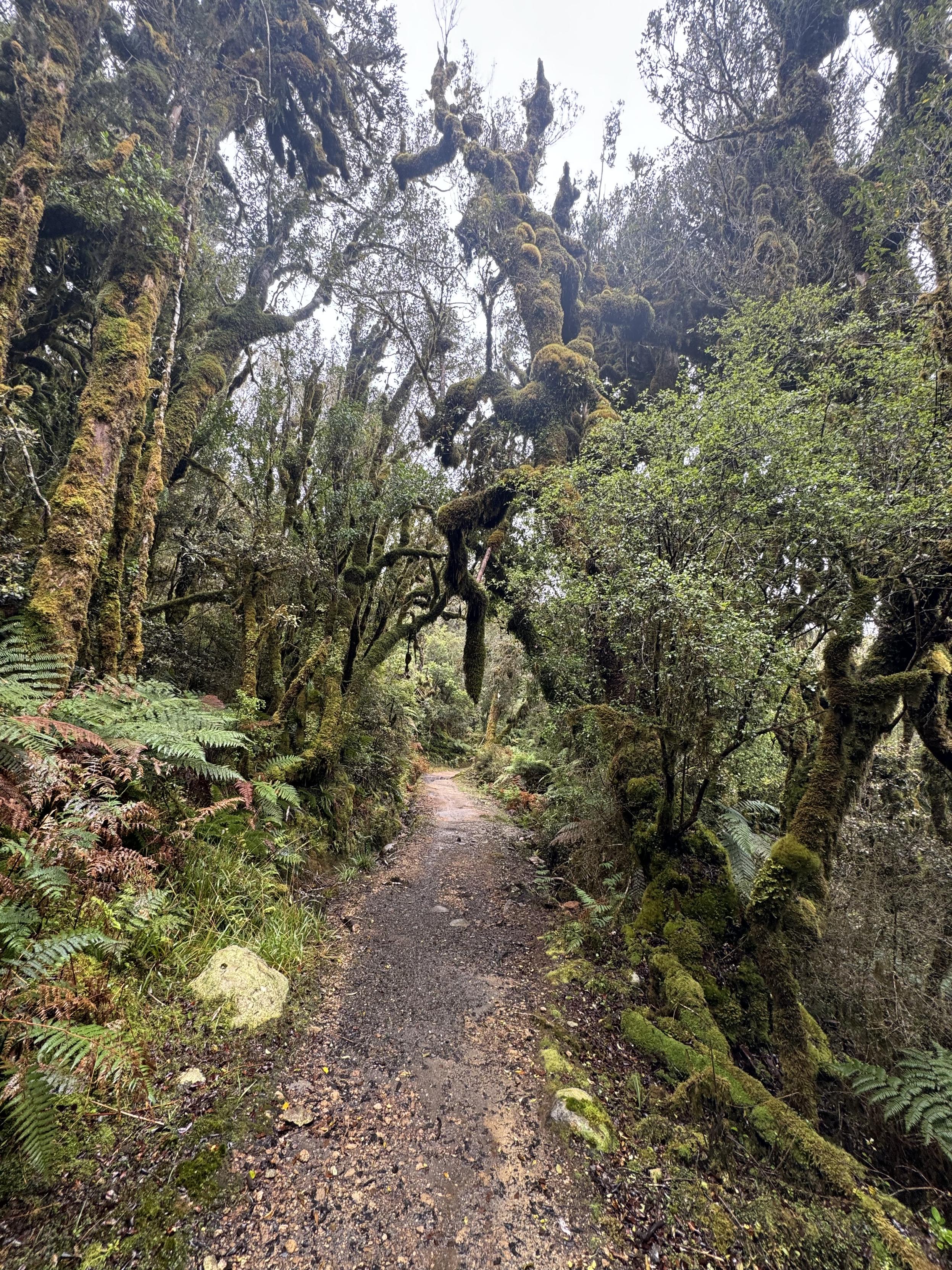 Wahnsinns Urwald Flow Trail 