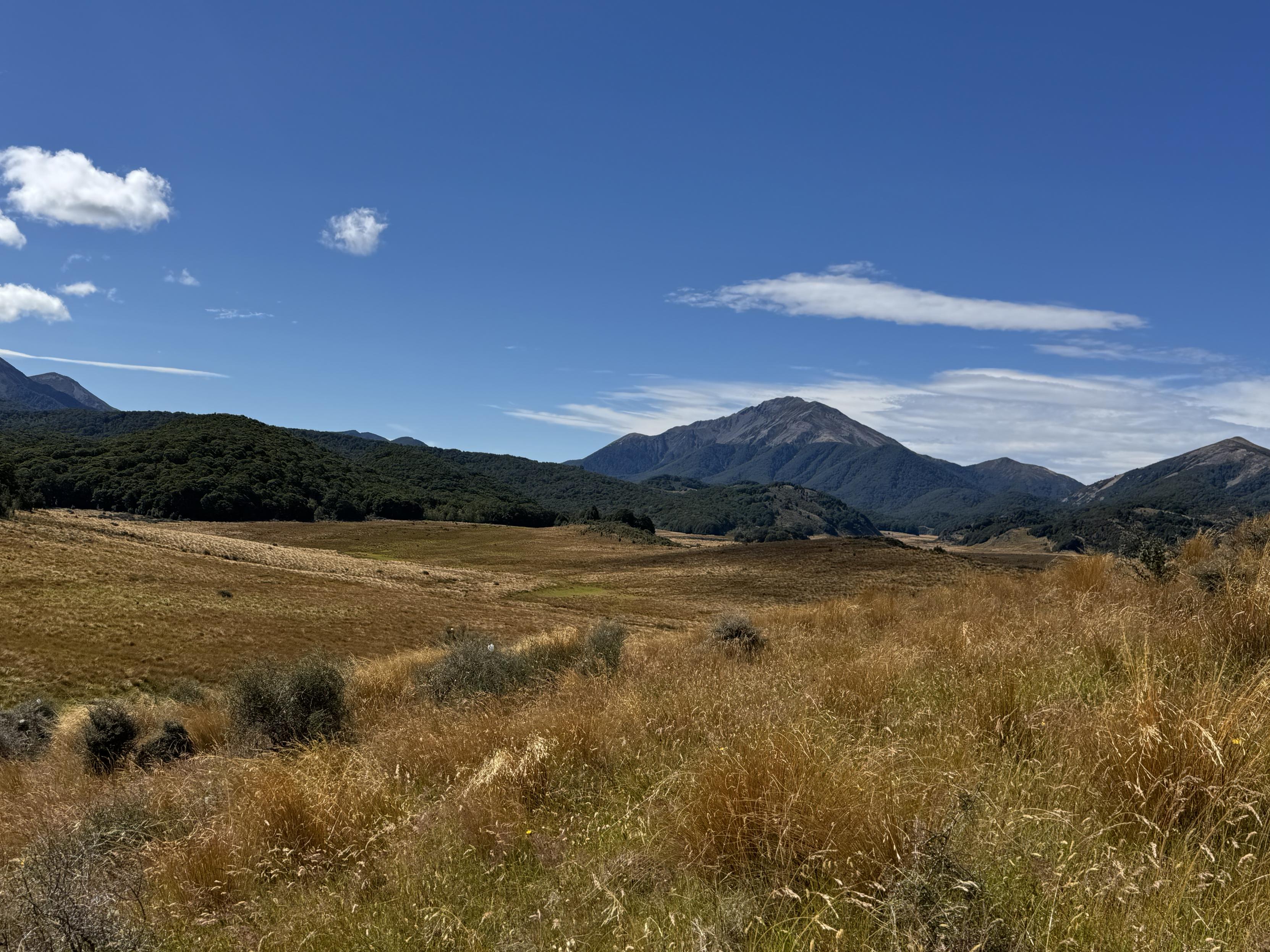 Sumpf mit Perspektive