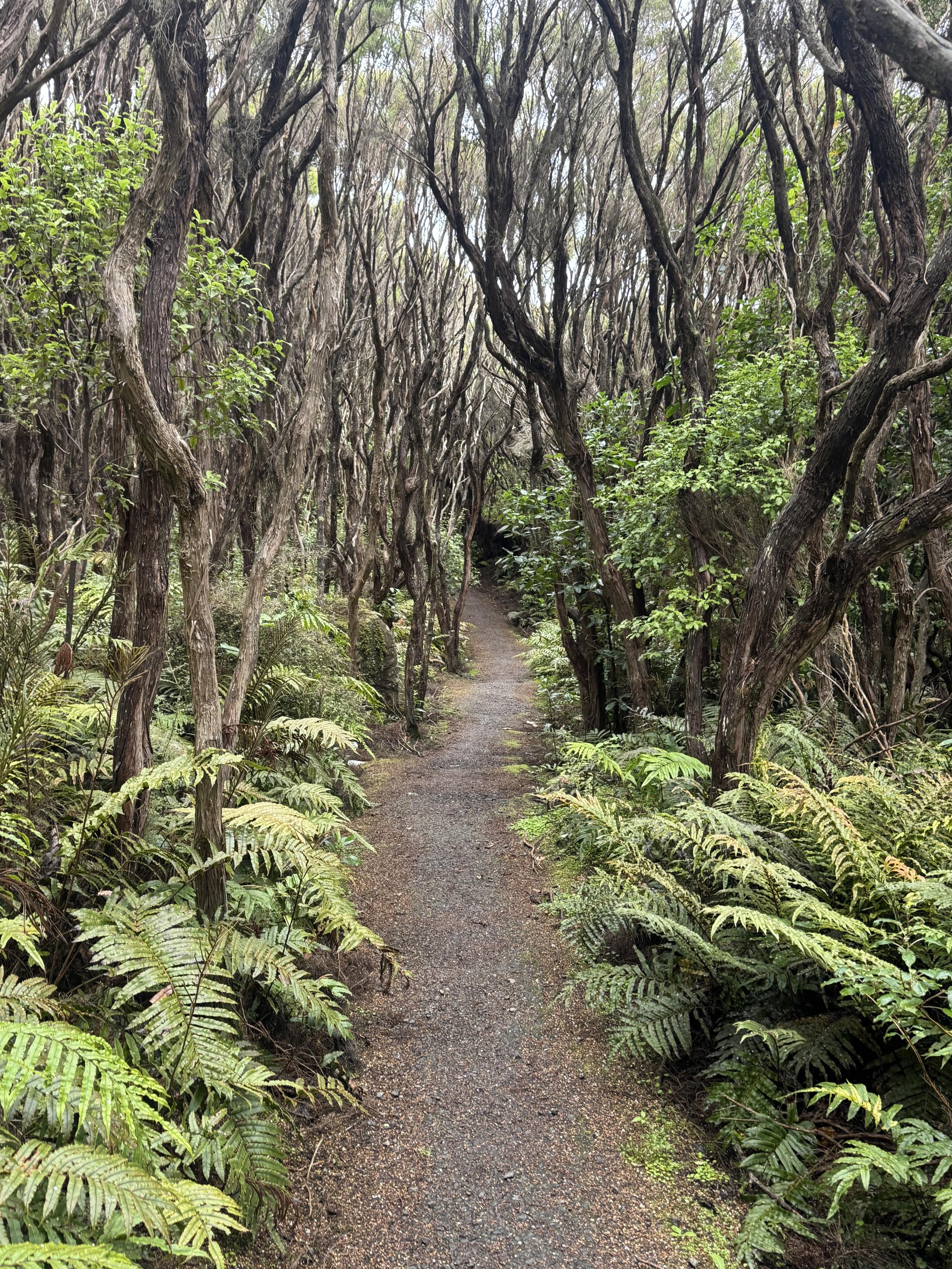 Plötzlich noch mal Wald 