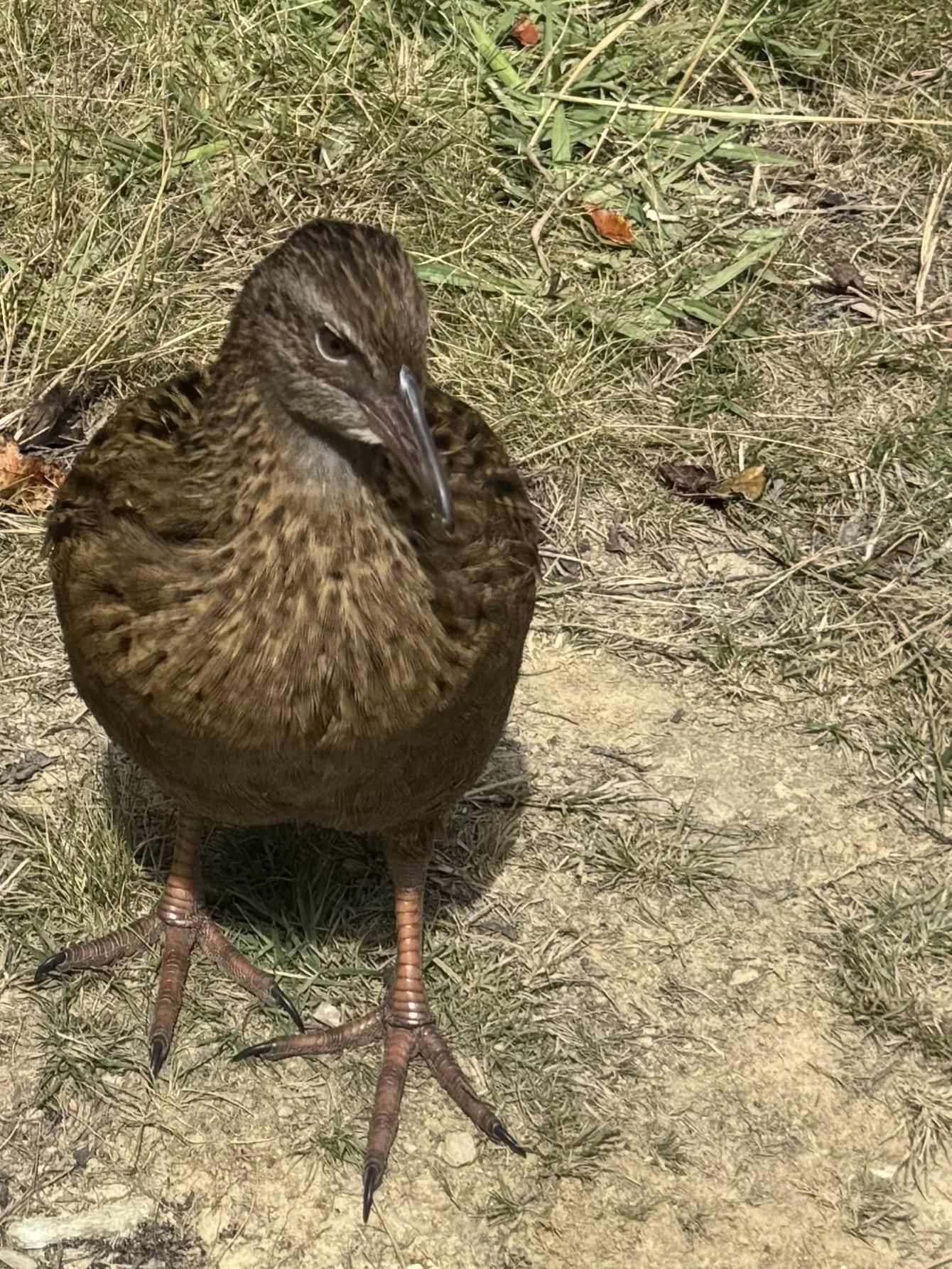 Weka Alarm
