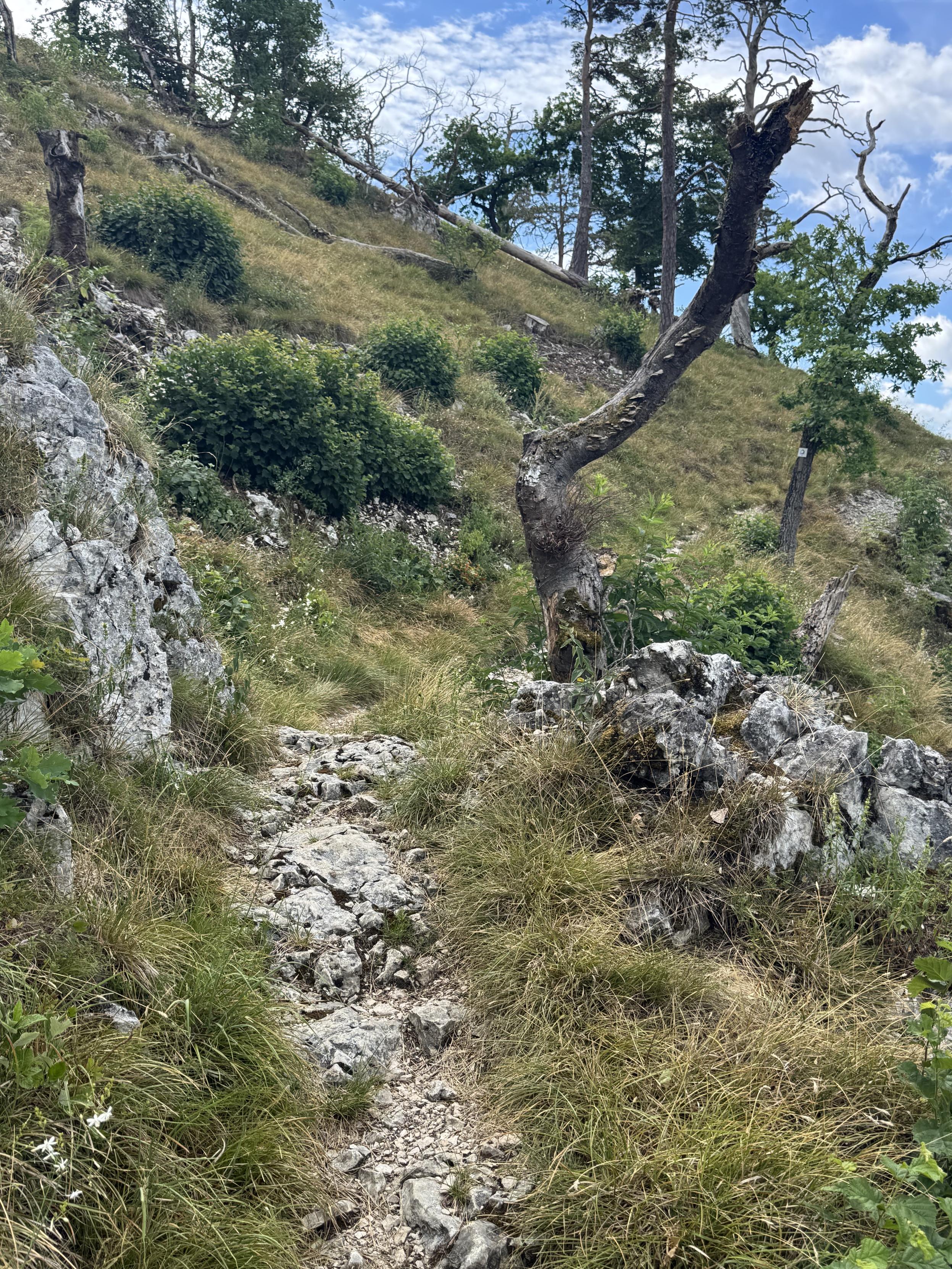 Fast schon alpin