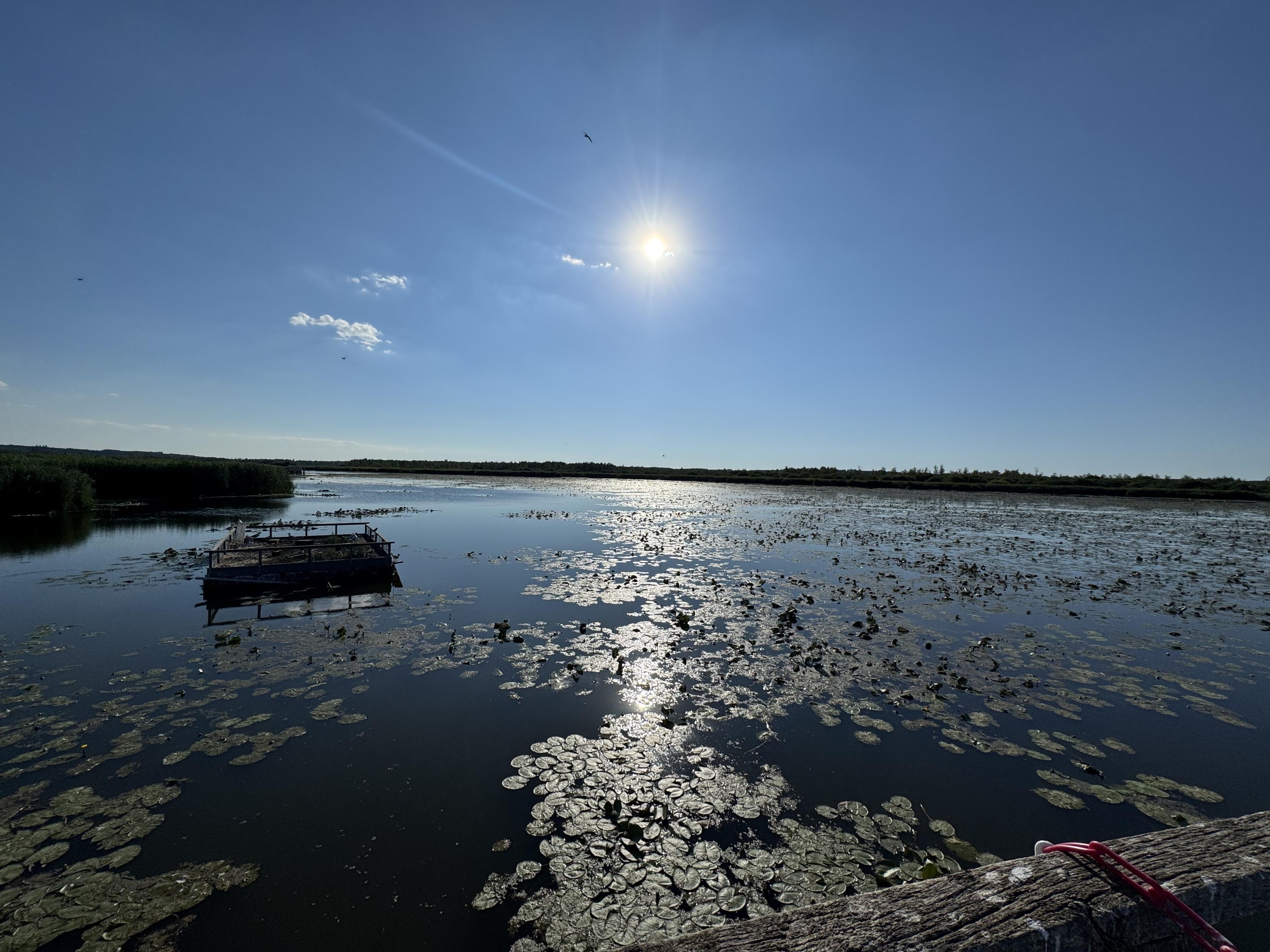 Federsee
