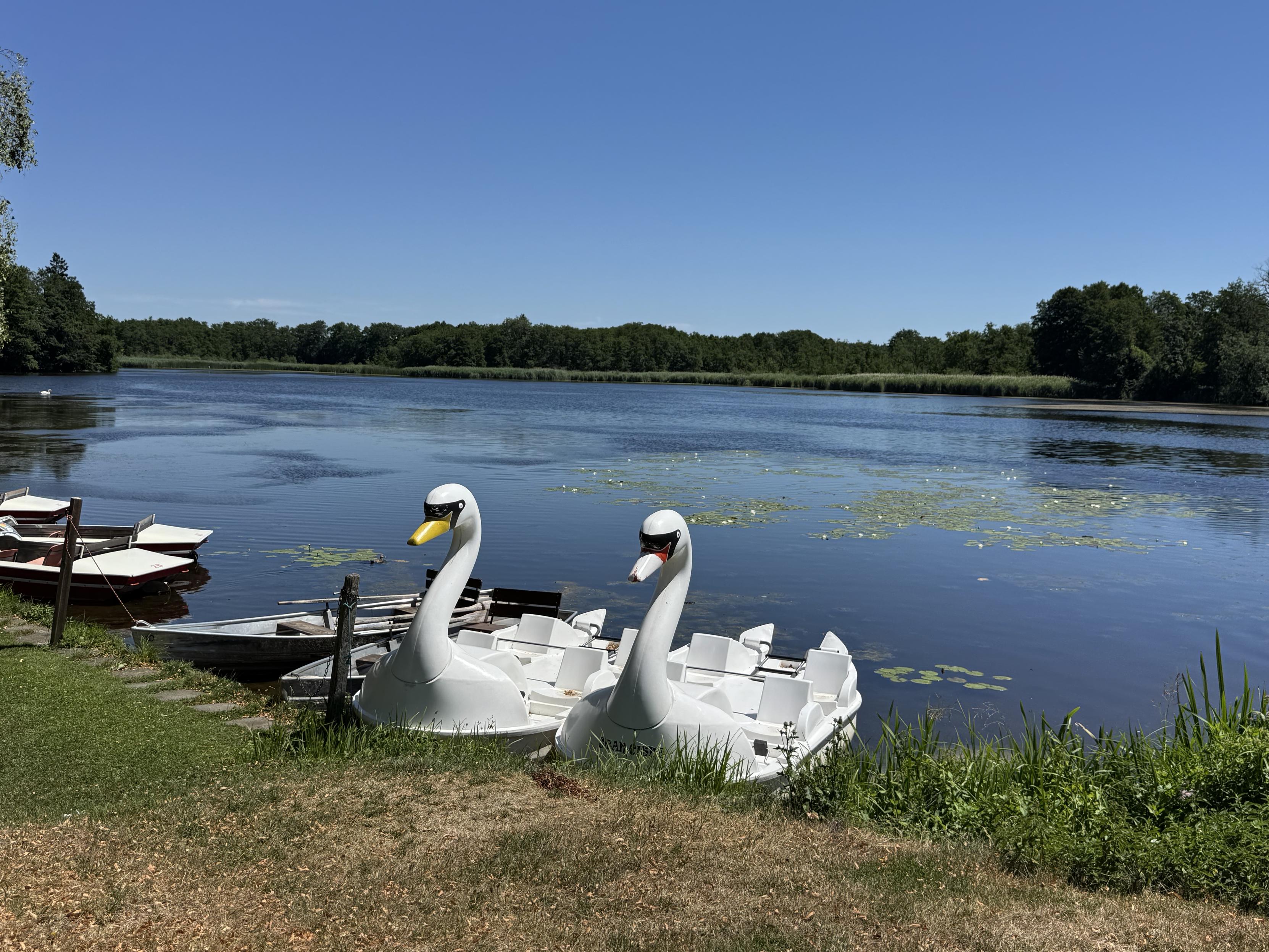 Zwei Schwäne einsam am See
