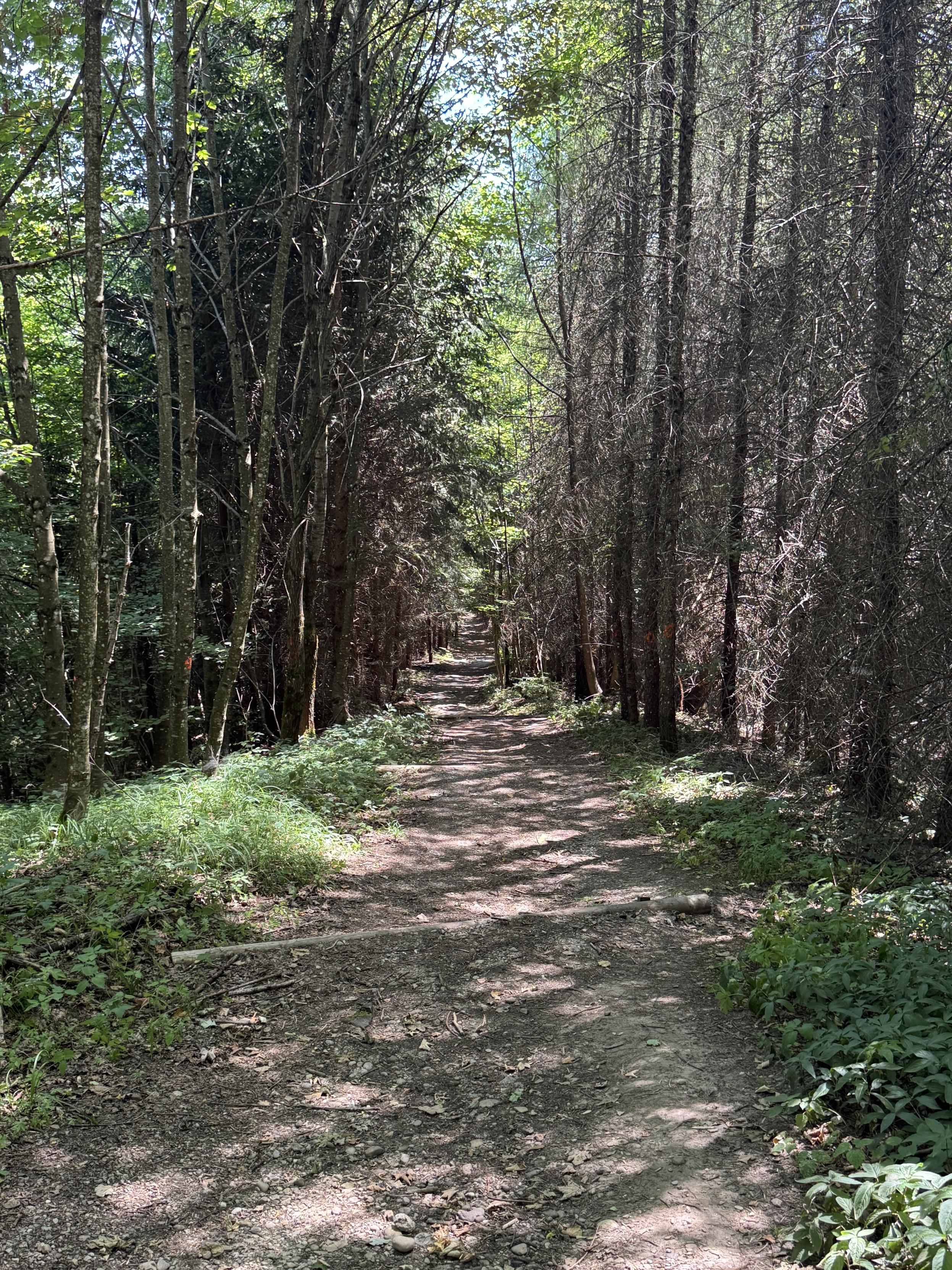Endlich ein bisschen Wald